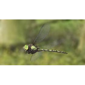 Dragonfly Southern Hawker (Animated) 3D
